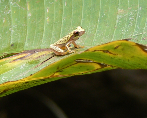 rana dal Costa Rica